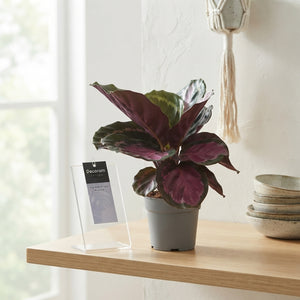 Mixed Calathea Houseplant – 12cm Pot