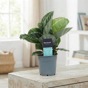 Calathea 'Grimson Green' – 12cm Pot, 30cm High