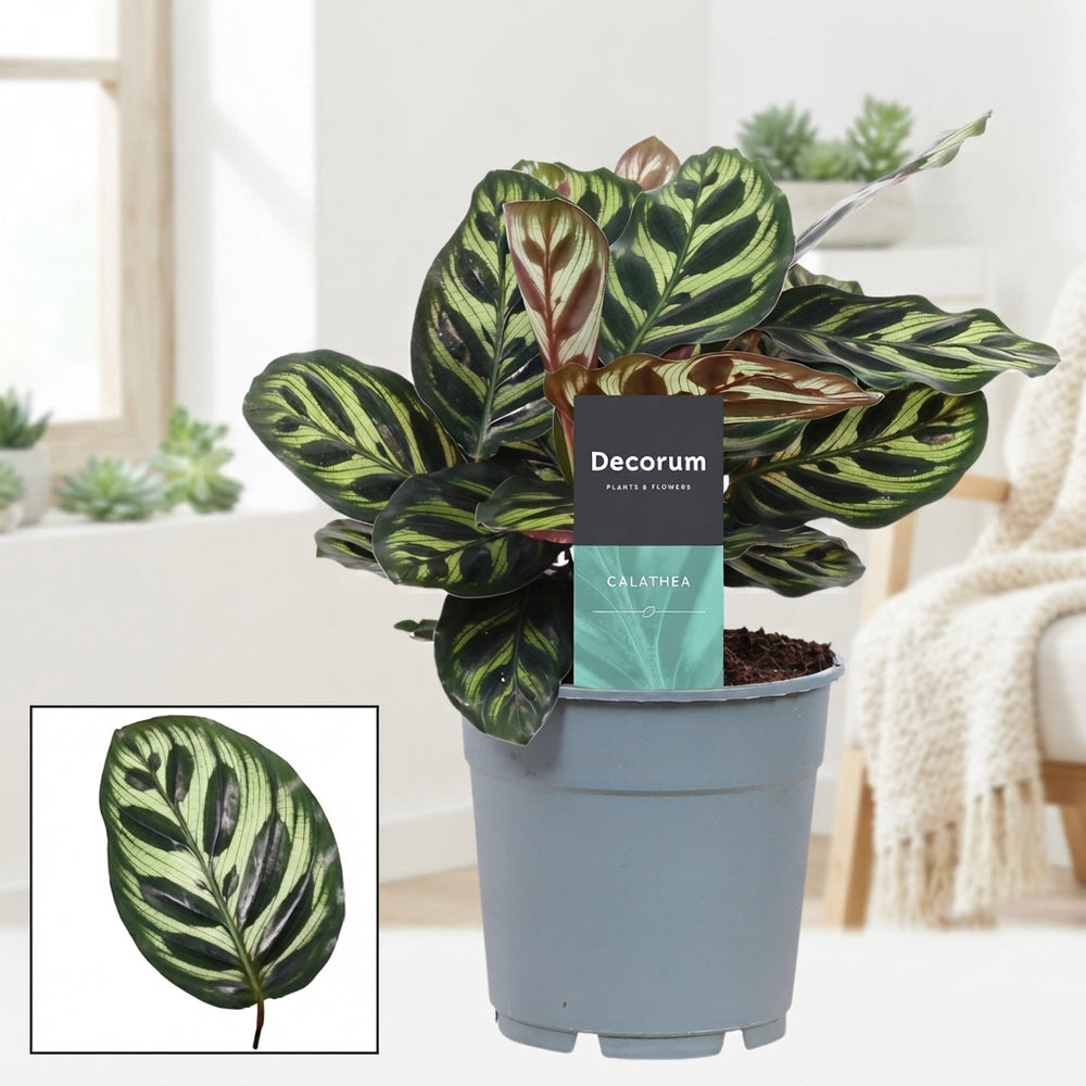 Calathea Peacock Plant (Calathea makoyana) – 12cm Pot