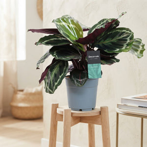 Calathea Medallion – 12cm Pot, 30cm High