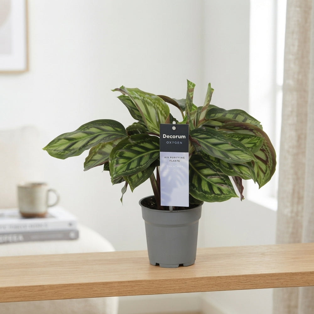 Calathea 'Moonlight' – 12cm Pot, 30cm High