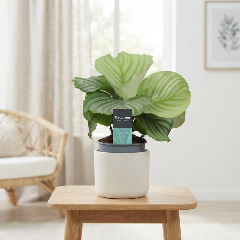 Calathea Orbifolia Prayer Plant – 12cm Pot