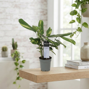 Calathea Pilosa – 12cm Pot, Approx. 30cm High