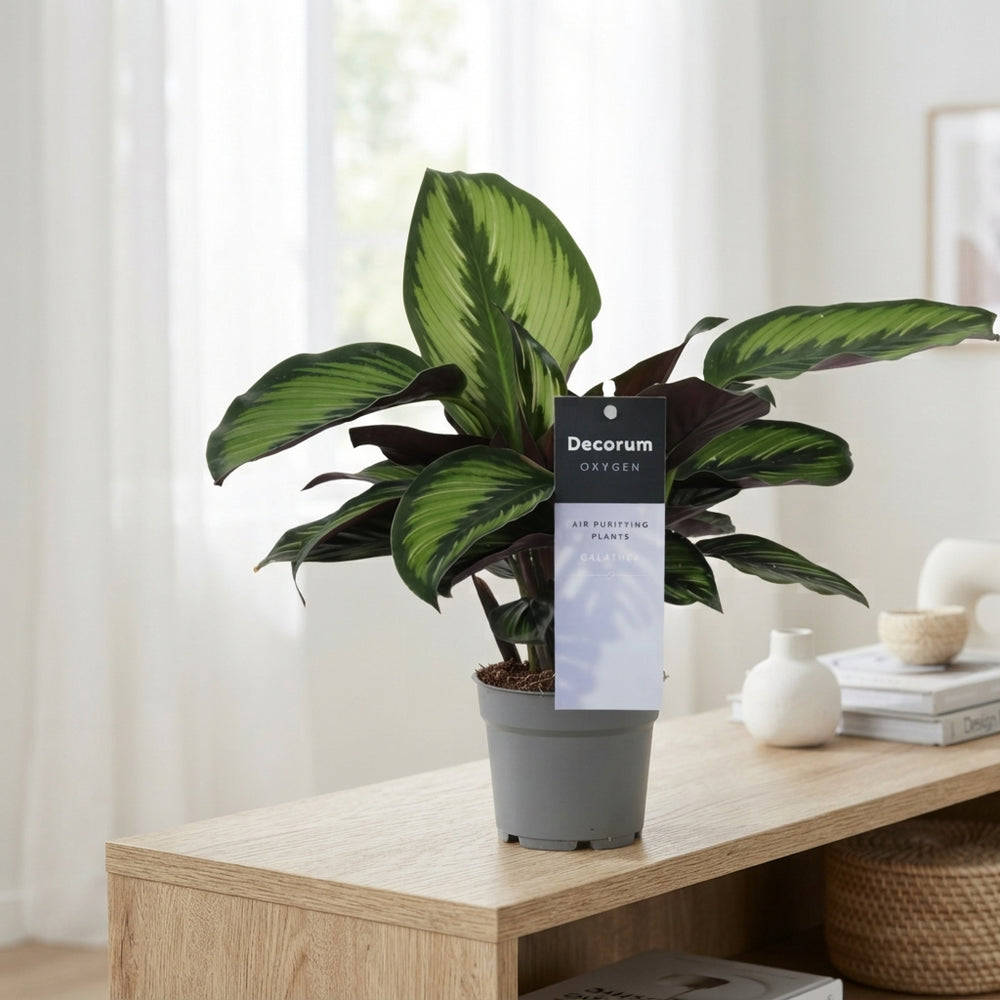 Calathea Princeps Prayer Plant – 12cm Pot