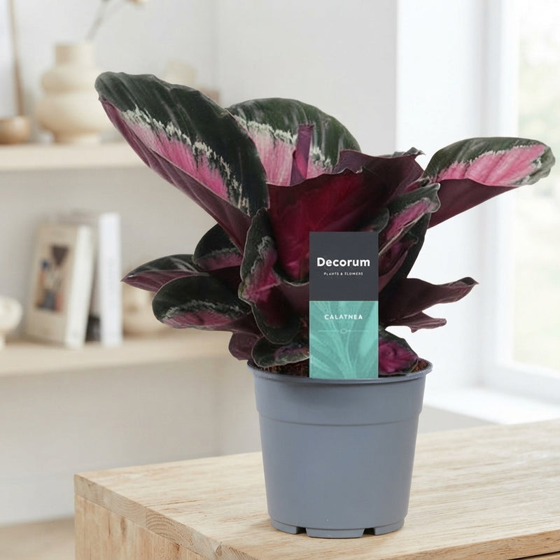 Calathea Rosy Roseo Picta – 12cm Pot