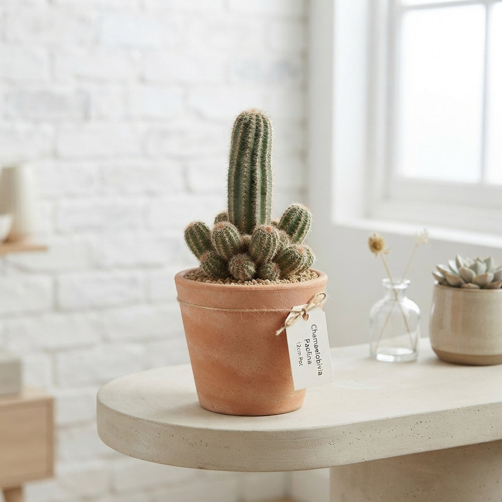 Chamaelobivia Paolina Cactus – 12cm Pot