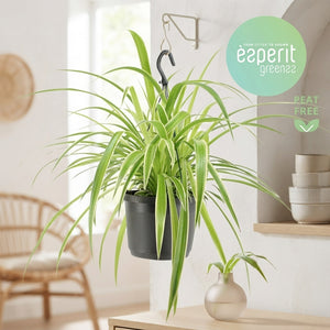 Variegated Spider Plant (Chlorophytum comosum) – 17cm Pot