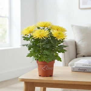 Mixed Chrysanthemum ‘Anastasia’ – 15cm Pot