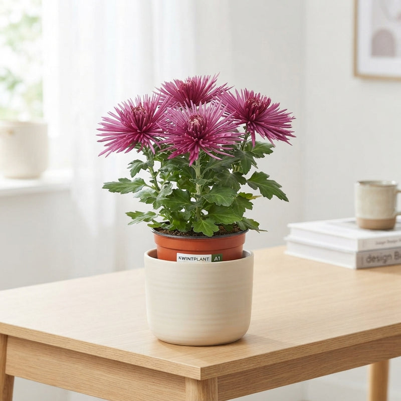 White Chrysanthemum ‘Anastasia’ – 12cm Pot