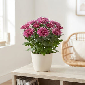 White Chrysanthemum ‘Anastasia’ – 15cm Pot