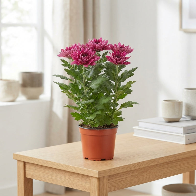 Mixed Chrysanthemum (Chrysanthemum indicum) – 12cm Pot