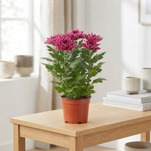 Mixed Chrysanthemum (Chrysanthemum indicum) – 12cm Pot