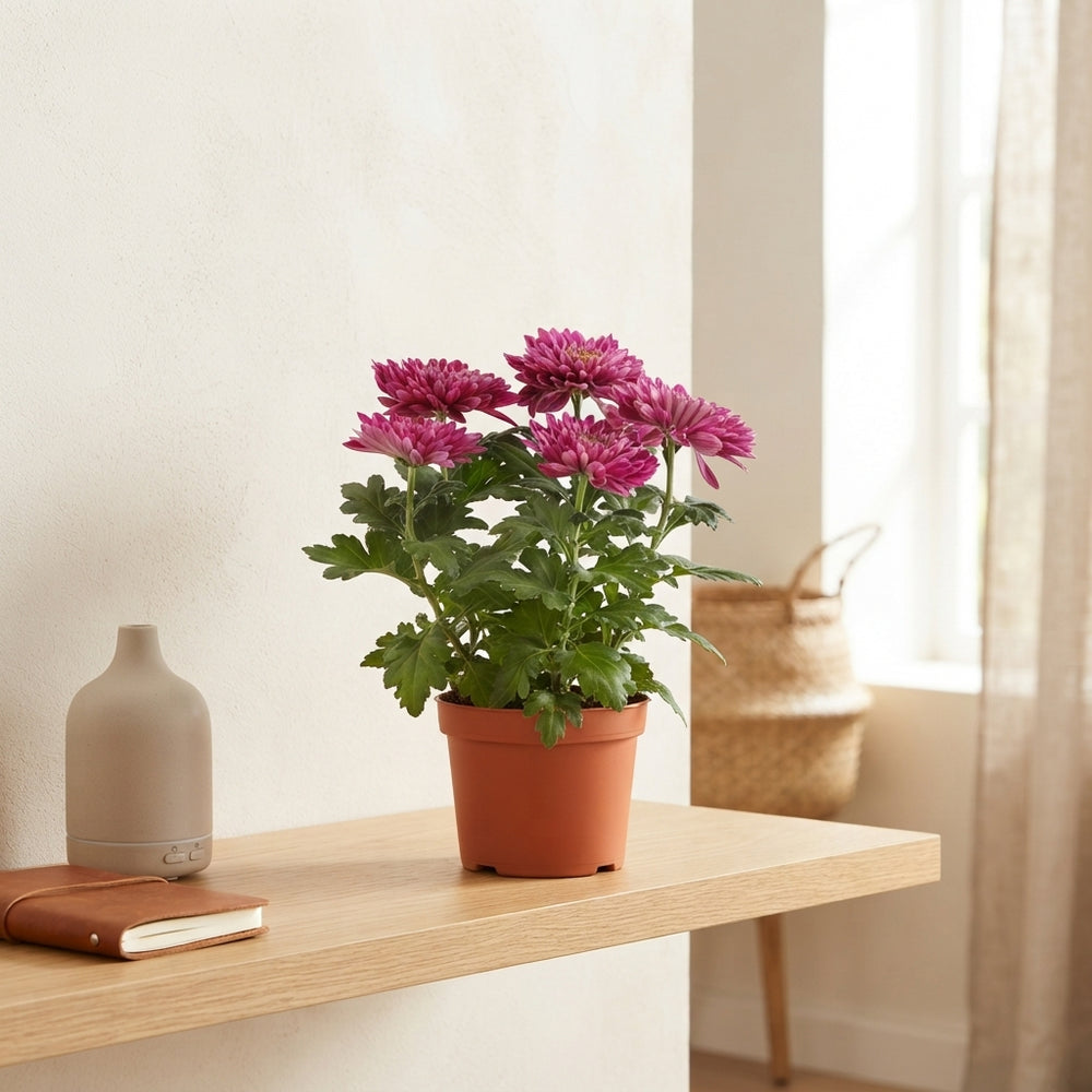 White Chrysanthemum ‘Zembla’ – 15cm Pot