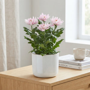 Zembla Rossano Chrysanthemum – 12cm Pot