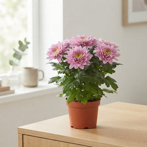 Red Zembla Chrysanthemum – 15cm Pot