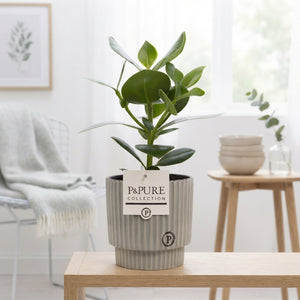 Clusia Rosea ‘Princess’ – 12cm Ceramic Pot
