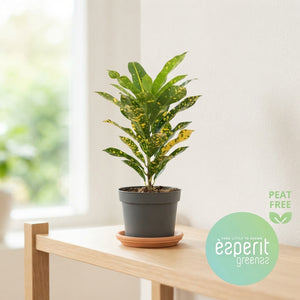 Small-Leaved Croton (Codiaeum variegatum) – 8.5cm Pot
