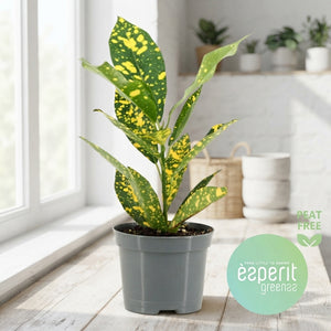 Small-Leaved Croton (Codiaeum variegatum) – 8.5cm Pot