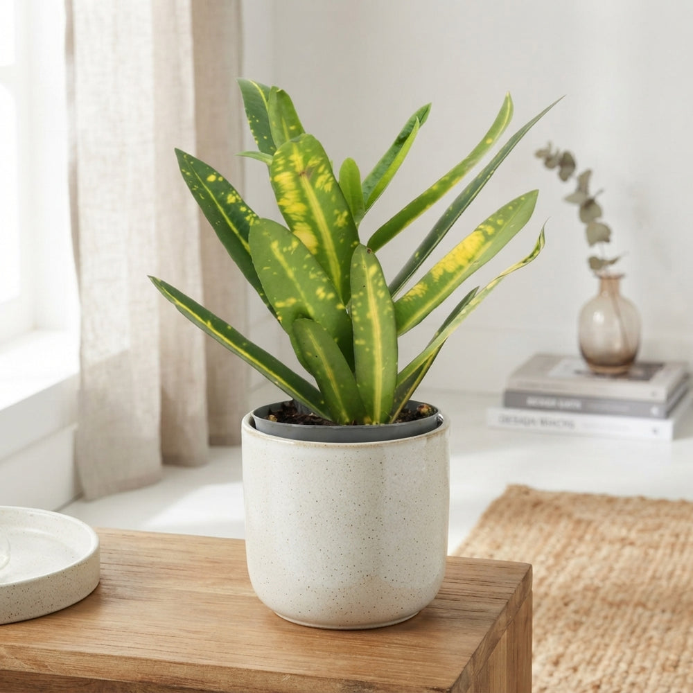 Small-Leaved Croton (Codiaeum variegatum) – 8.5cm Pot