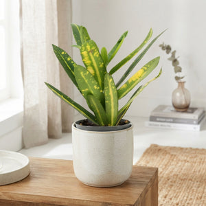 Small-Leaved Croton (Codiaeum variegatum) – 8.5cm Pot