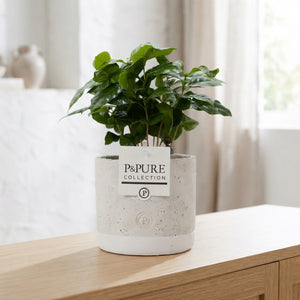 Arabica Coffee Plant (Coffea arabica) – 12cm Pot