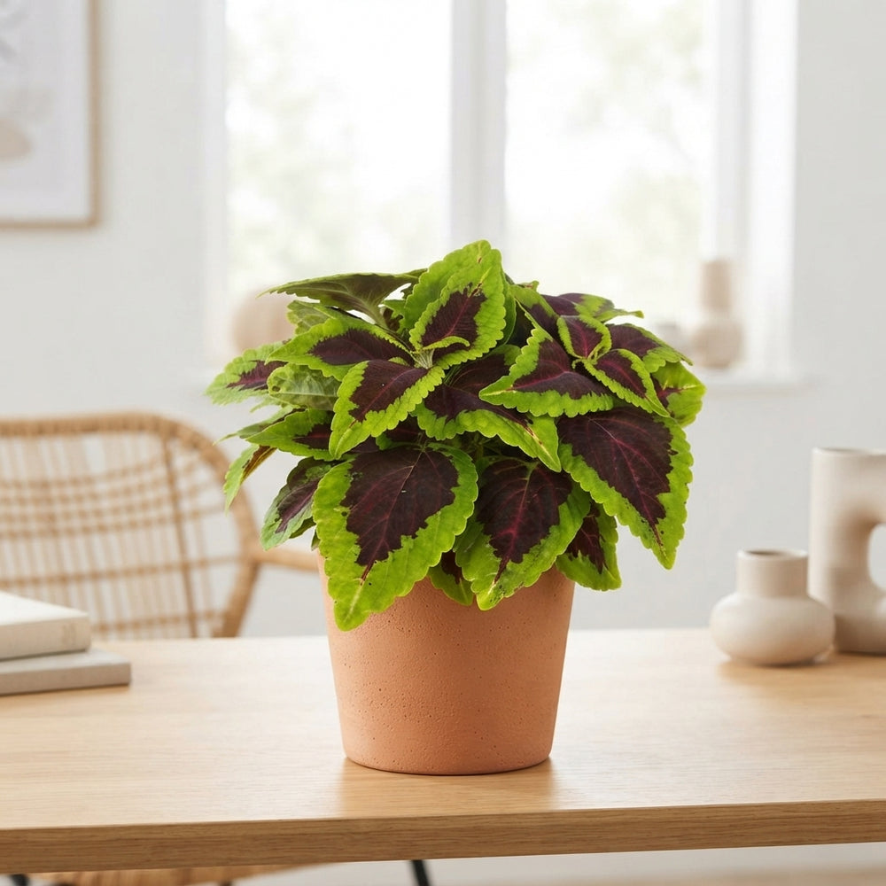 Coleus ‘Alligator Alley’ – 13cm Pot