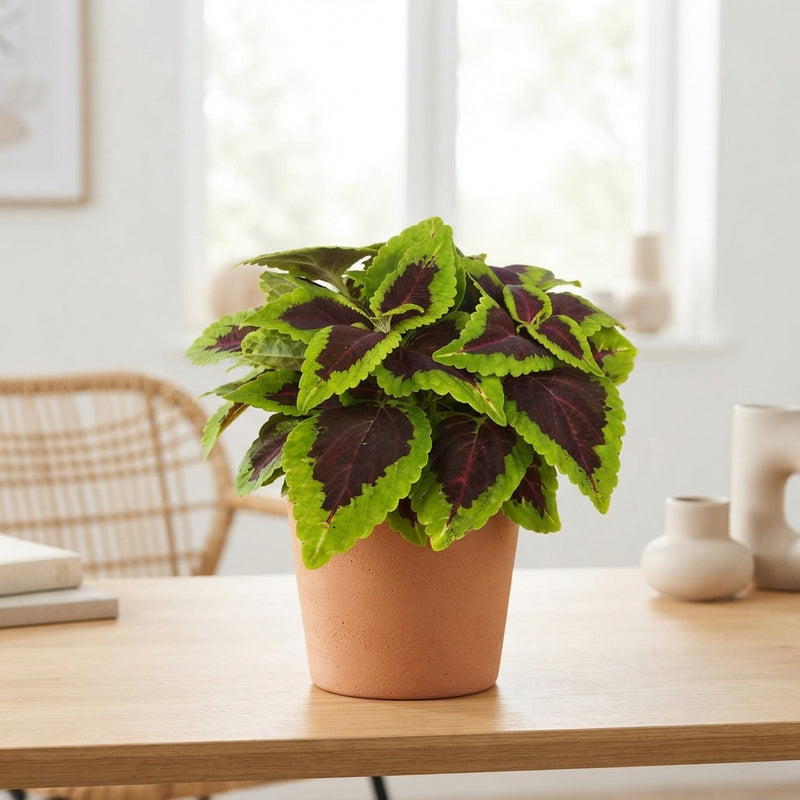 Coleus ‘Alligator Alley’ – 13cm Pot
