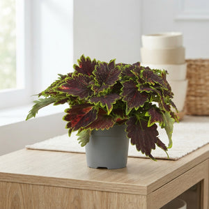 Coleus ‘Bourbon Street’ – 13cm Pot