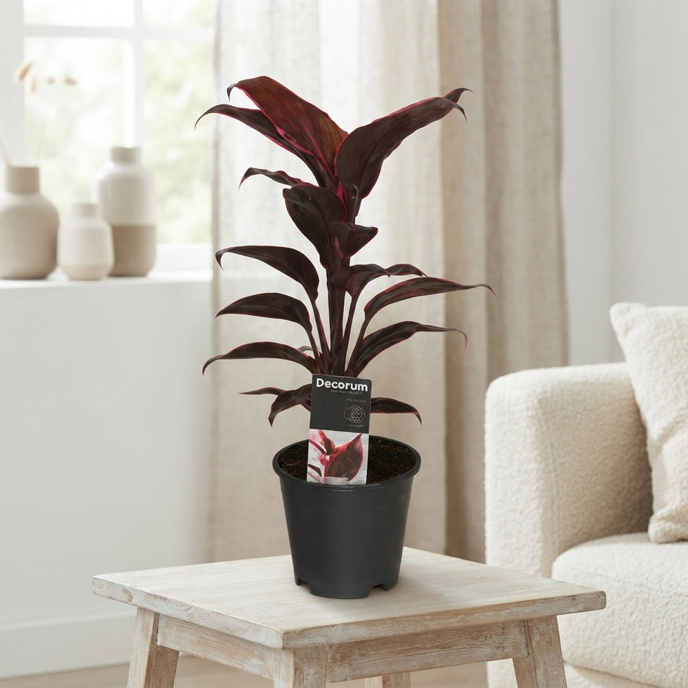 Cordyline Mambo – Dark Red Houseplant, 12cm Pot