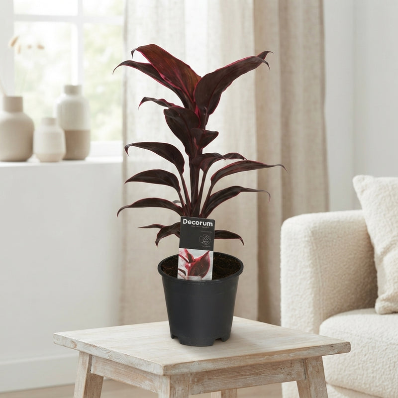 Cordyline Mambo – Dark Red Houseplant, 12cm Pot