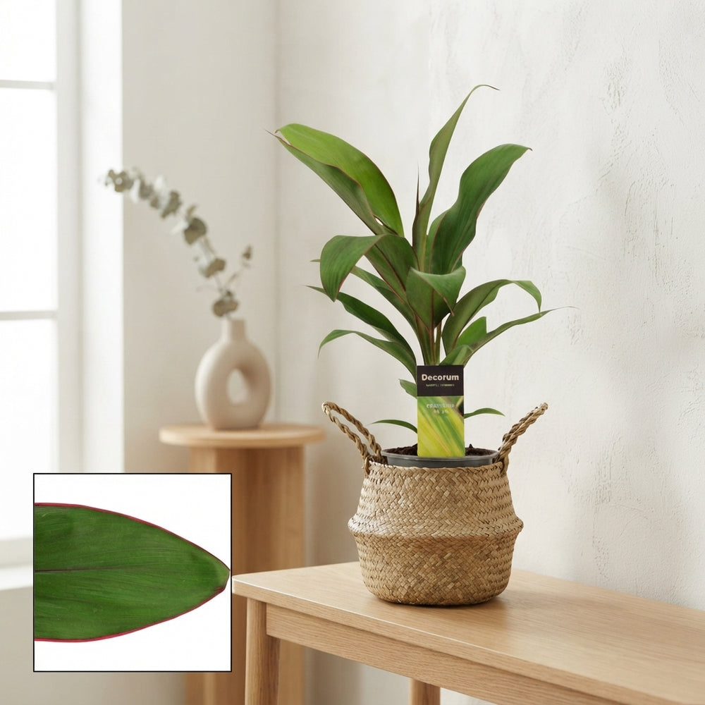 Cordyline Salsa – 12cm Pot, Approx. 40cm High