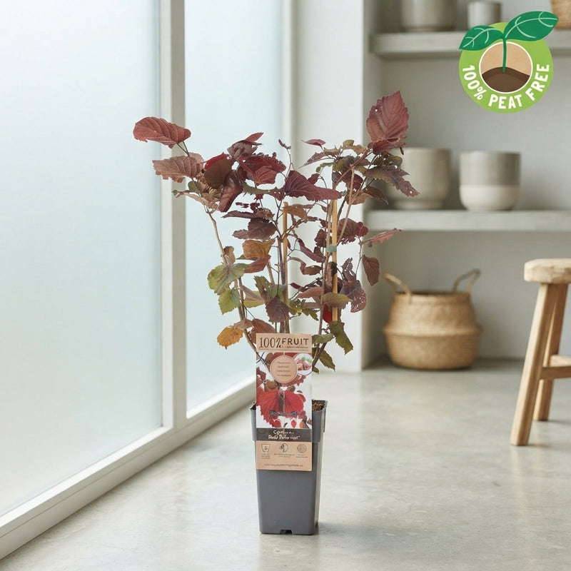 Red Hazel Nut Plant (Corylus avellana) – 15cm Pot
