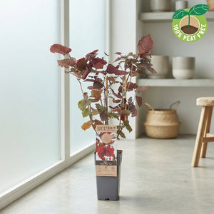 Red Hazel Nut Plant (Corylus avellana) – 15cm Pot