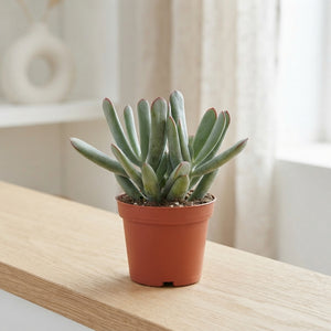 Cotyledon Octopus Succulent – 8.5cm Pot