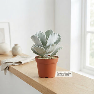 Silver Cotyledon Succulent (Cotyledon undulata) – 8.5cm Pot