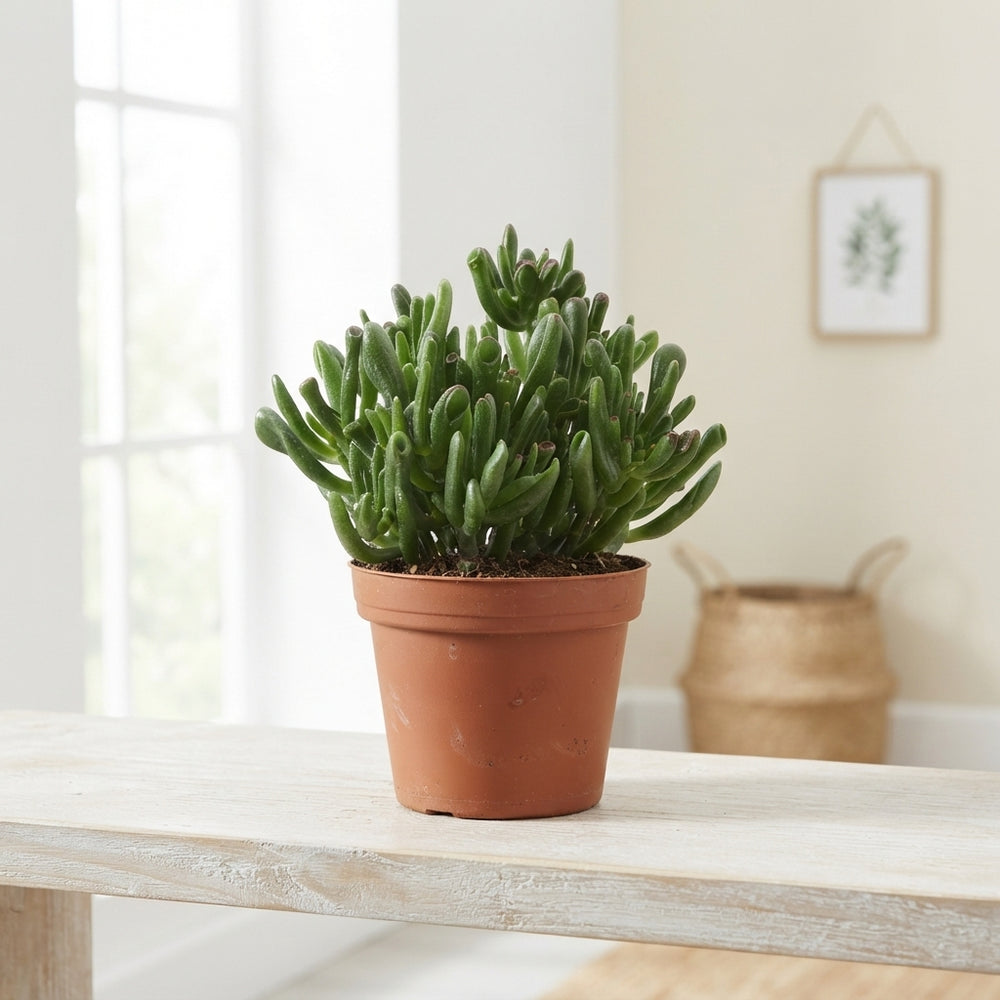 Mixed Crassula Succulent – 17cm Pot