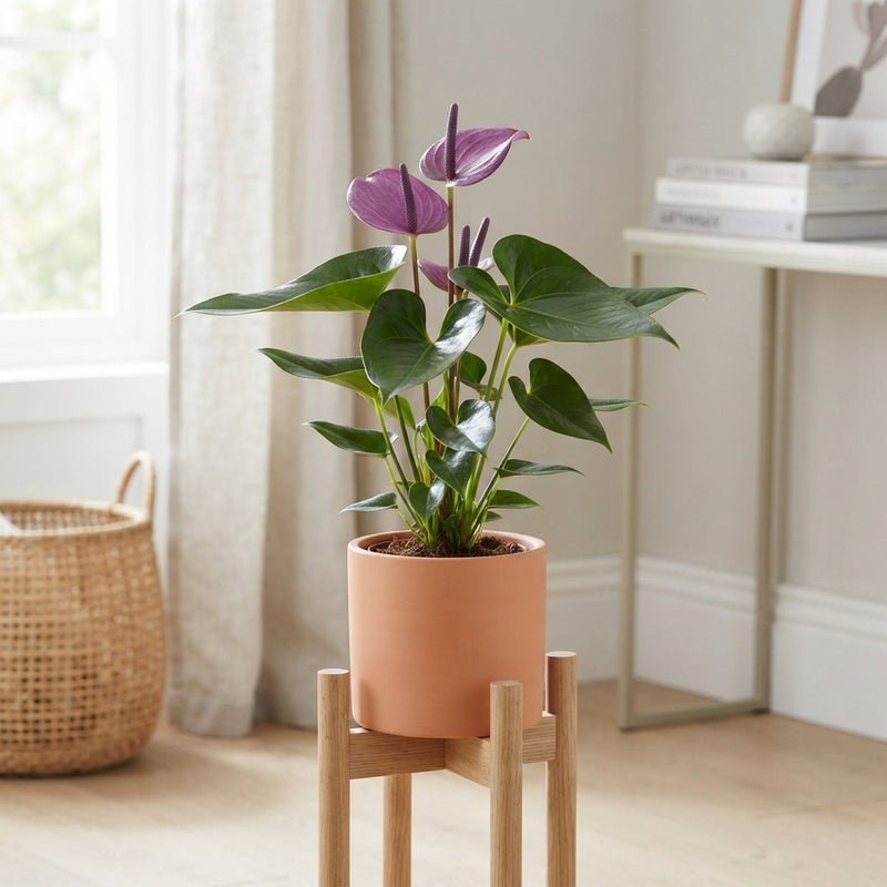 Purple Anthurium Houseplant – 17cm Pot