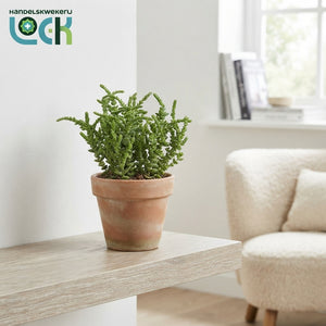 Mixed Crassula Succulent – 8.5cm Pot