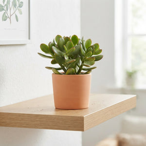 Mixed Crassula Succulent – 12cm Pot, Approx. 30cm High