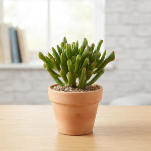 Crassula ‘Hobbit’ Jade Plant – 8.5cm Pot