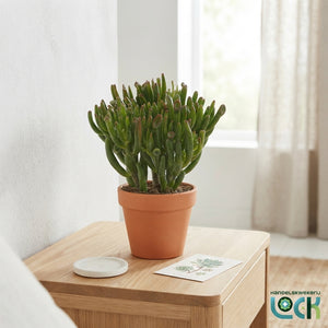 Crassula Horn Tree – 12cm Pot, 25cm High