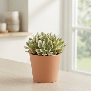 Variegated Crassula ‘Moneymaker’ – 8.5cm Pot