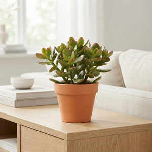 Sunset Jade Plant (Crassula ovata) – 17cm Pot