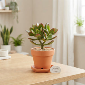 Sunset Jade Plant (Crassula ovata) – 8.5cm Pot