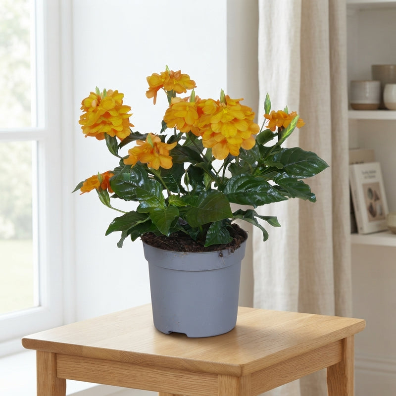 Orange Crossandra Fortuna – 13cm Pot