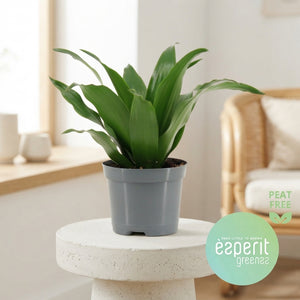 Compact Dragon Tree (Dracaena fragrans ‘Compacta’) – 8.5cm Pot