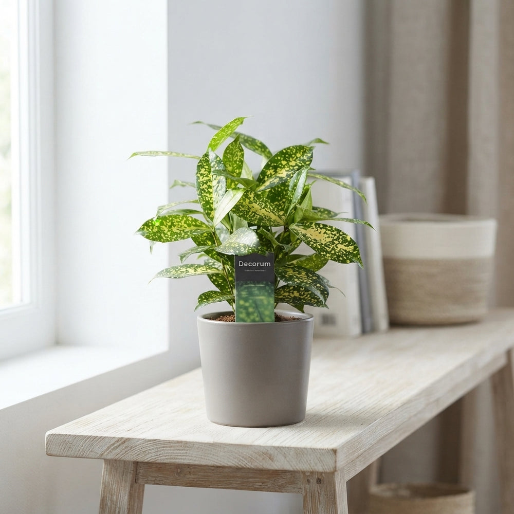 Mixed Dracaena Houseplant – 12cm Pot, 35cm High