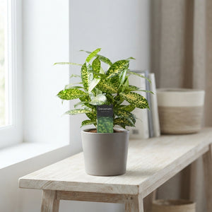 Mixed Dracaena Houseplant – 12cm Pot, 35cm High