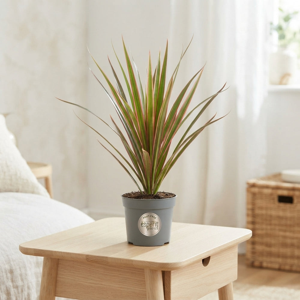 Mixed Dracaena Houseplant – 8.5cm Pot