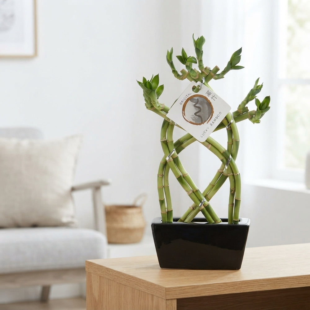 Braided Lucky Bamboo (Dracaena sanderiana) – 14cm Pot